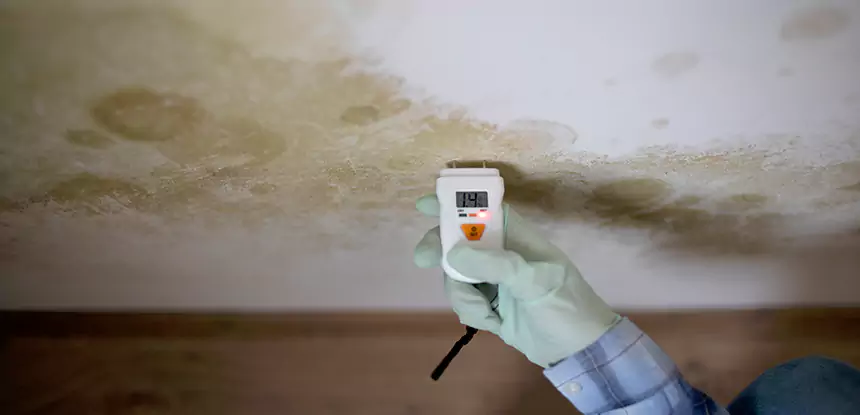 Emergency Mold Remediation in Roswell